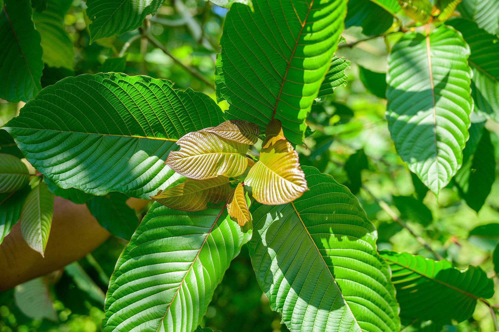 high quality kratom for sleep